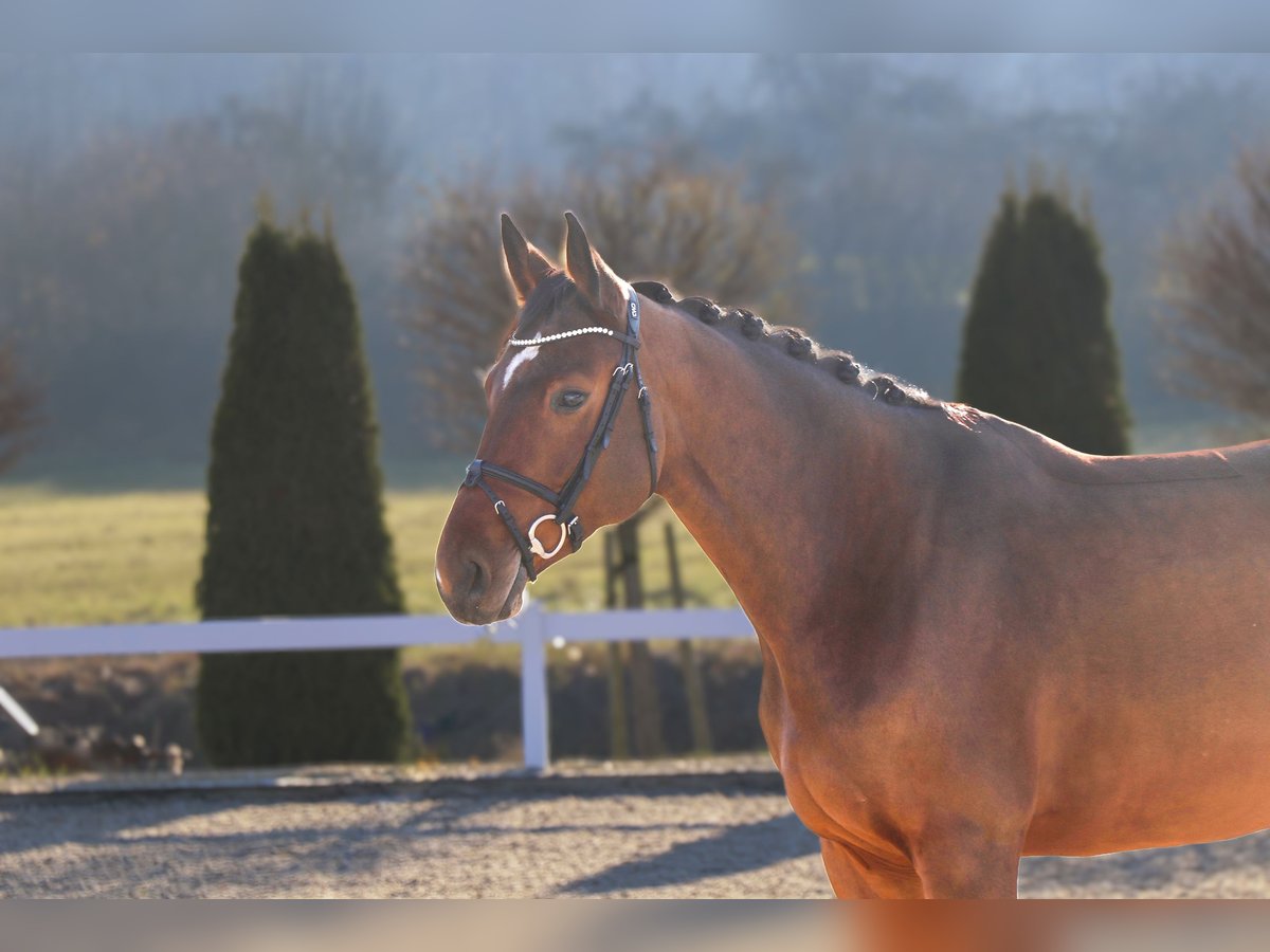 Hanoverian Mare 6 years 16,2 hh Brown in Schwäbisch Hall