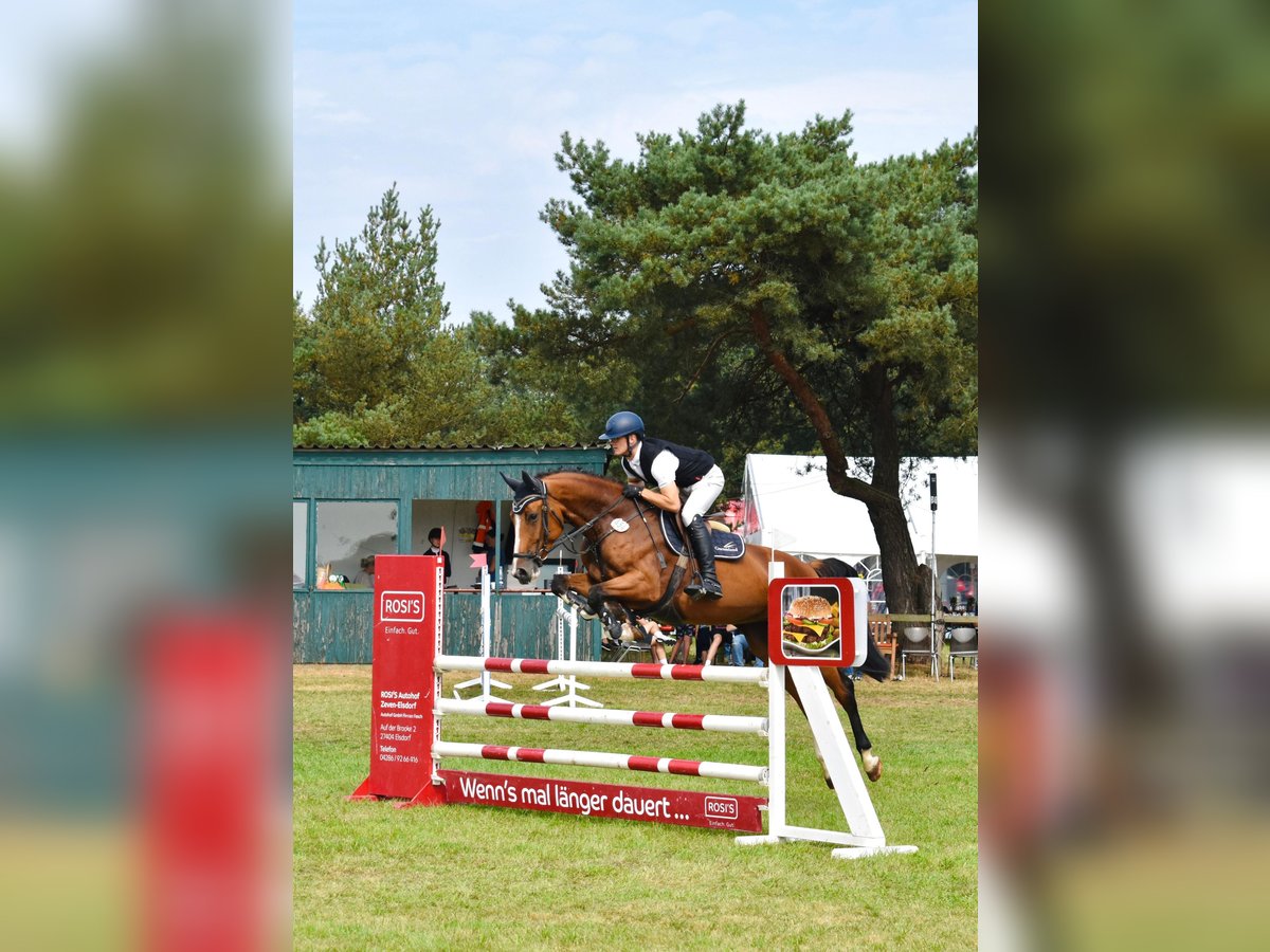 Hanoverian Mare 6 years 16,2 hh Brown in Bremervörde