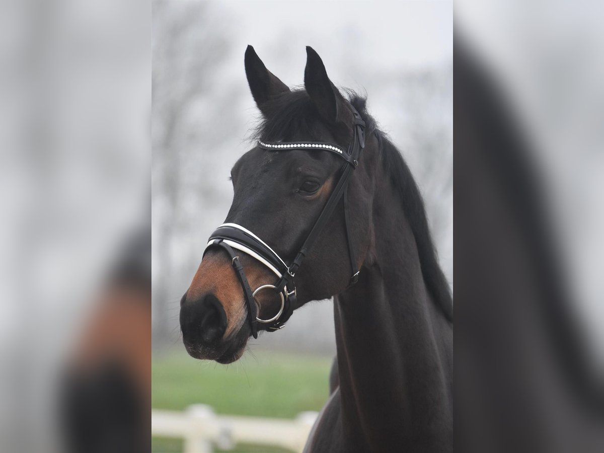 Hanoverian Mare 6 years 16,2 hh Brown in Bremervörde