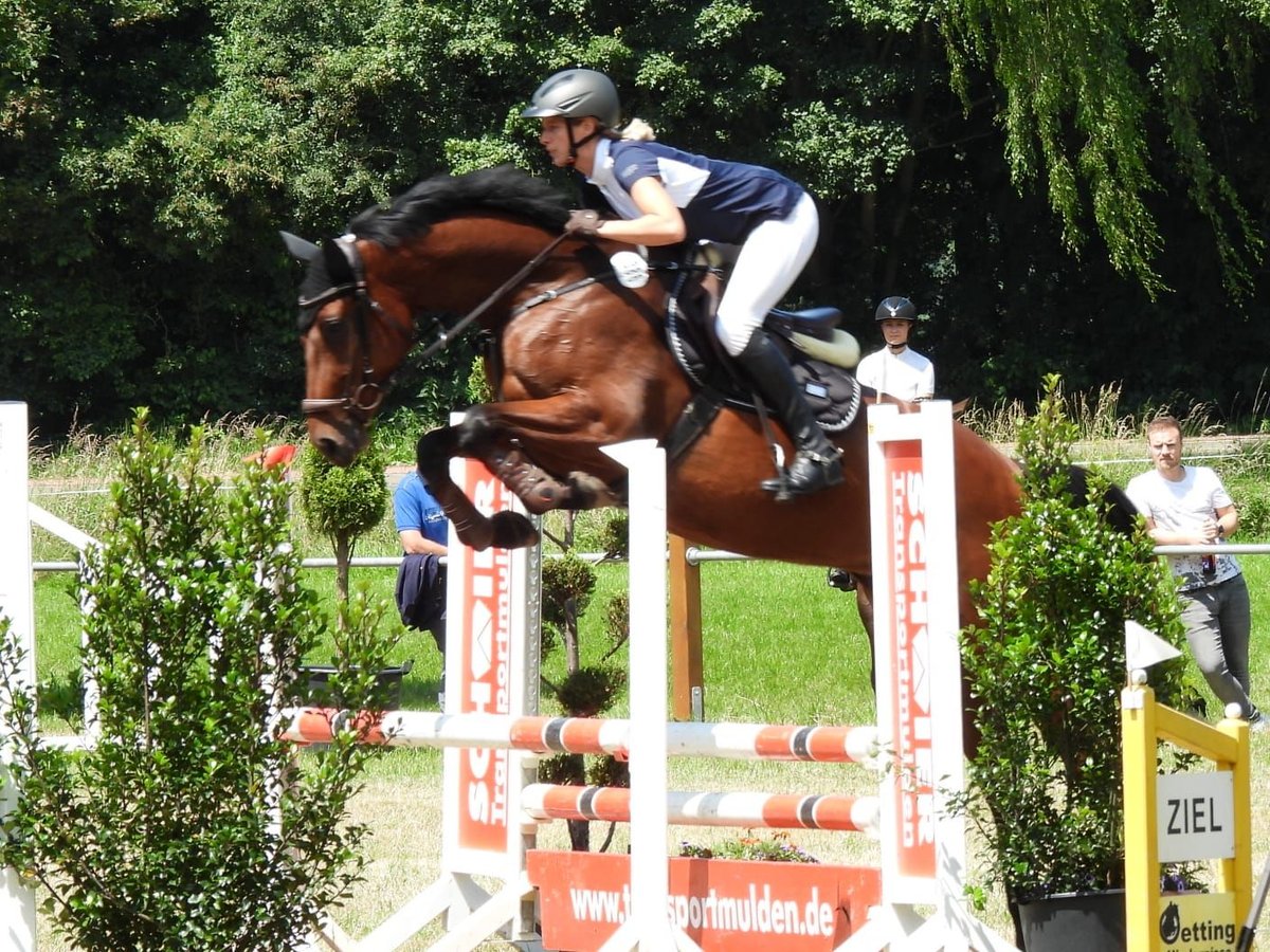 Hanoverian Mare 6 years 16,2 hh Brown in Rehburg-Loccum Münchehagen