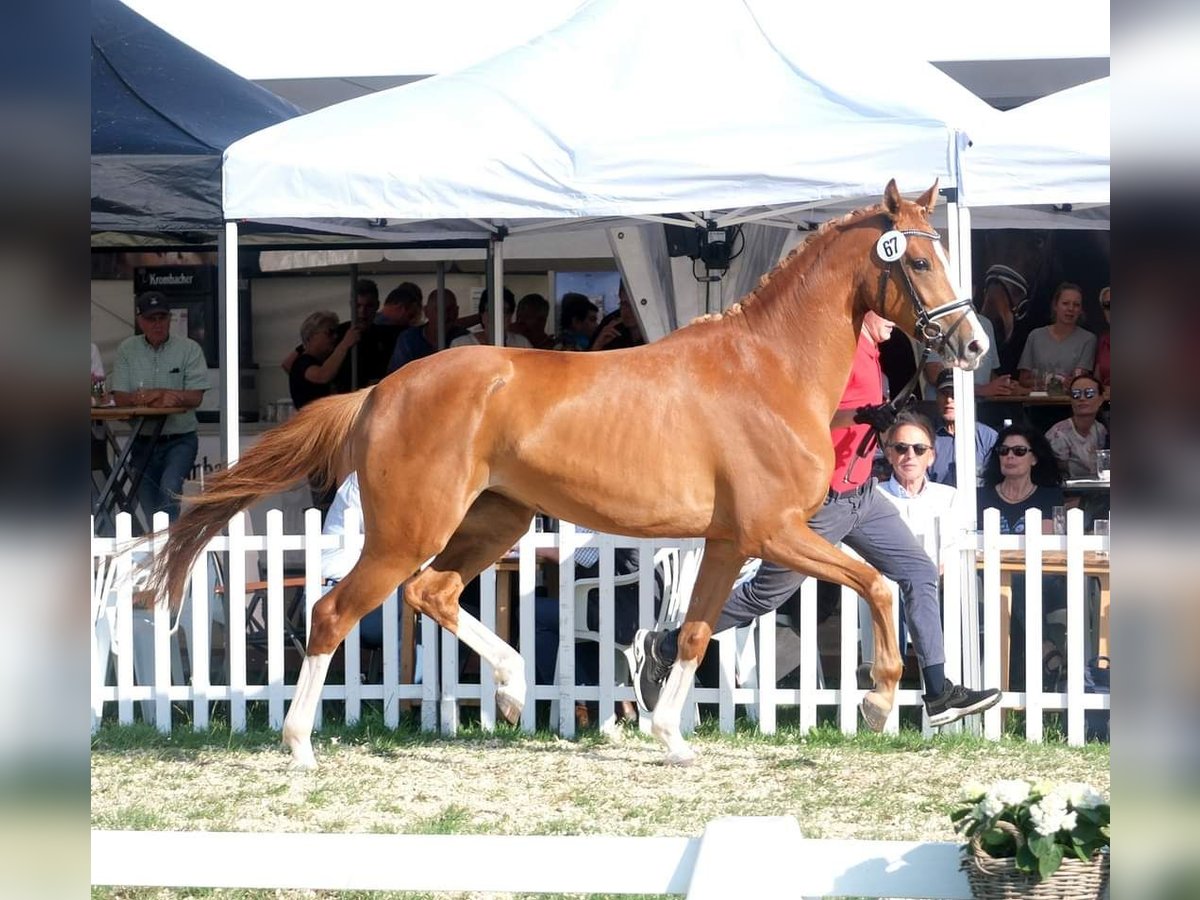 Hanoverian Mare 6 years 16,2 hh Chestnut-Red in Bremen