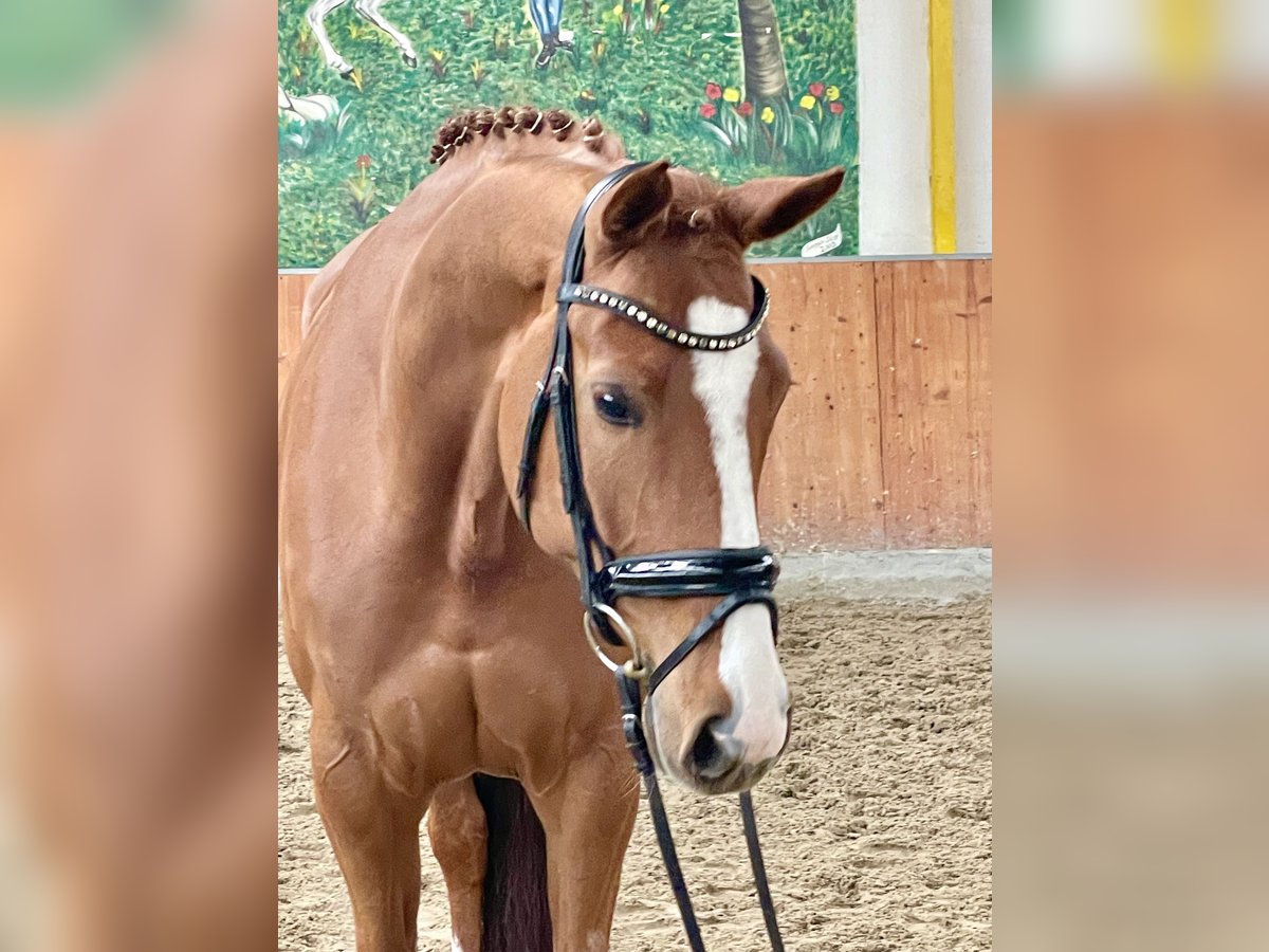 Hanoverian Mare 6 years 16,2 hh Chestnut-Red in Rees