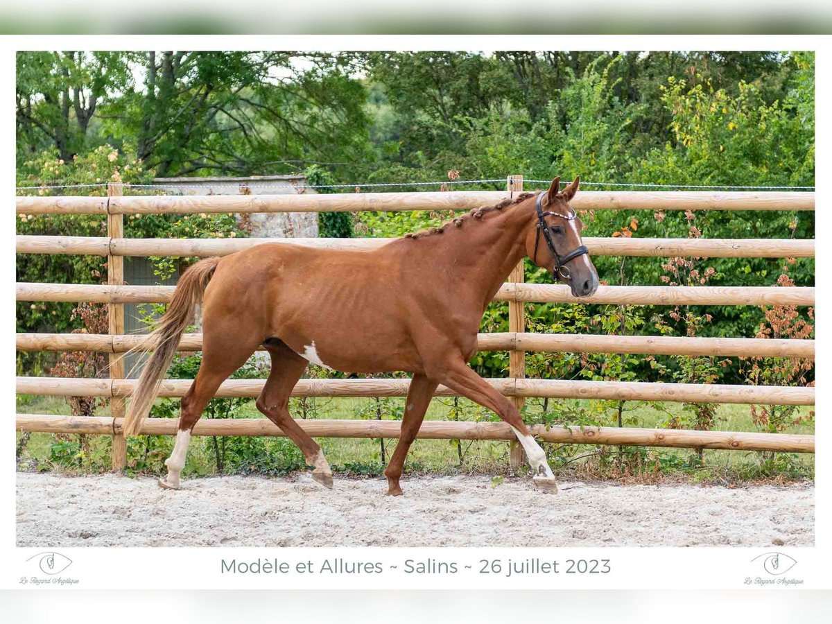 Hanoverian Mare 6 years 16,2 hh Chestnut-Red in Elevage des Baïsses