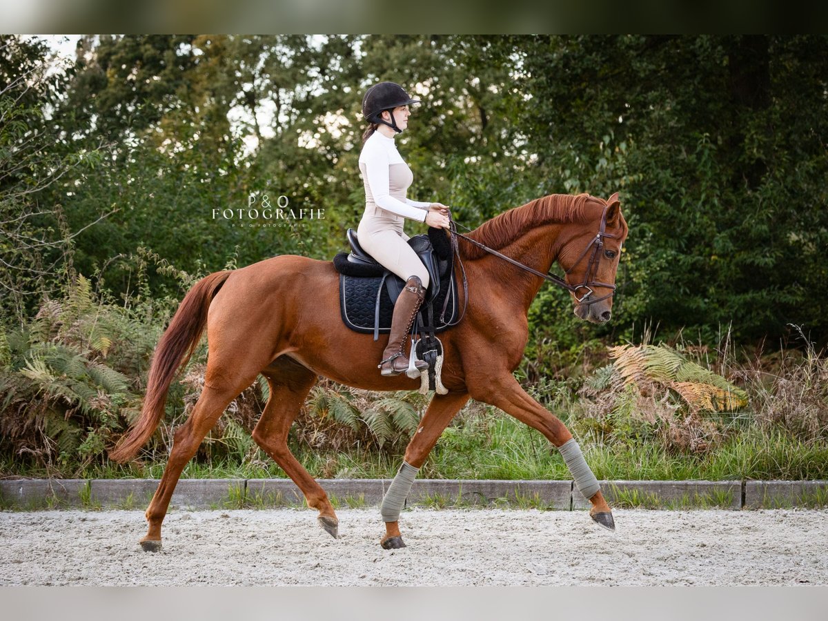 Hanoverian Mare 6 years 16,2 hh Chestnut-Red in Klein Meckelsen