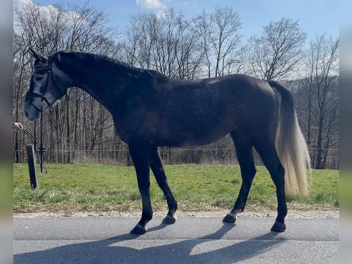 Hanoverian Mare 6 years 16,2 hh Gray in Overath