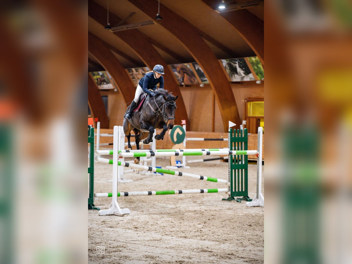 Hanoverian Mare 6 years 16,3 hh Bay in Kaunas