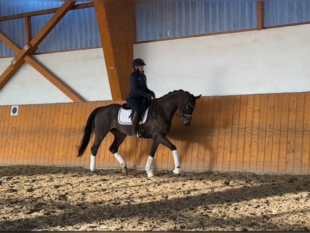 Hanoverian Mare 6 years 16 hh Bay-Dark in Salzhemmendorf