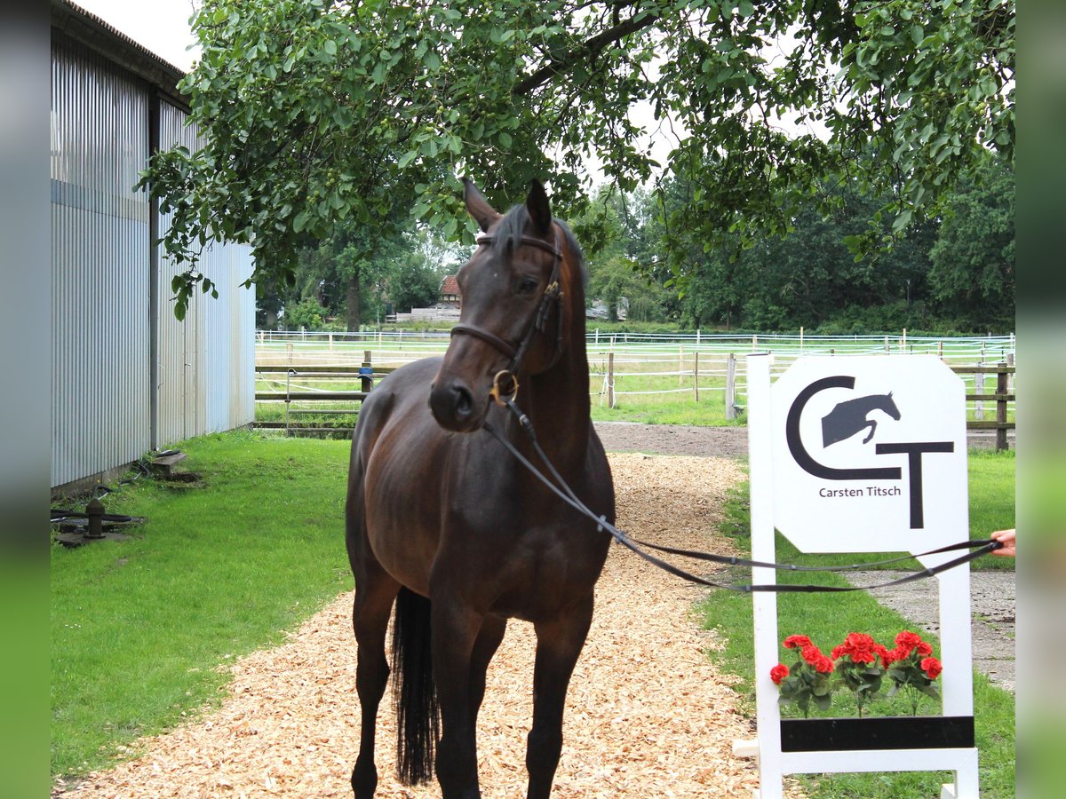 Hanoverian Mare 6 years 16 hh Bay-Dark in Langlingen