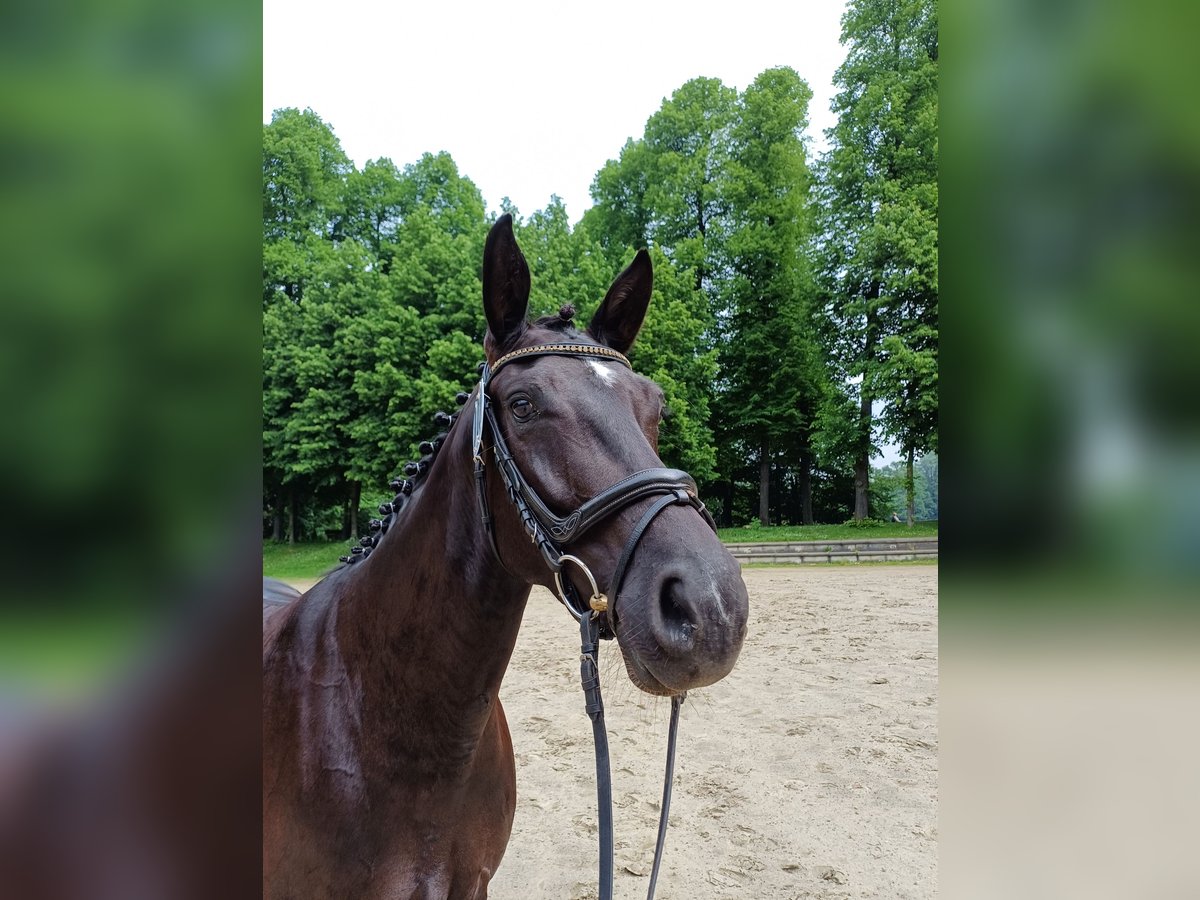 Hanoverian Mare 6 years 16 hh Black in Wuppertal