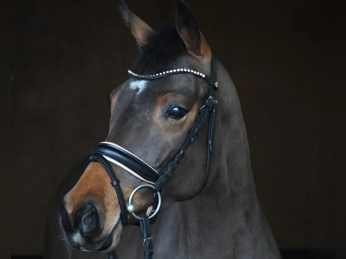 Hanoverian Mare 6 years 16 hh Brown in Bonefeld