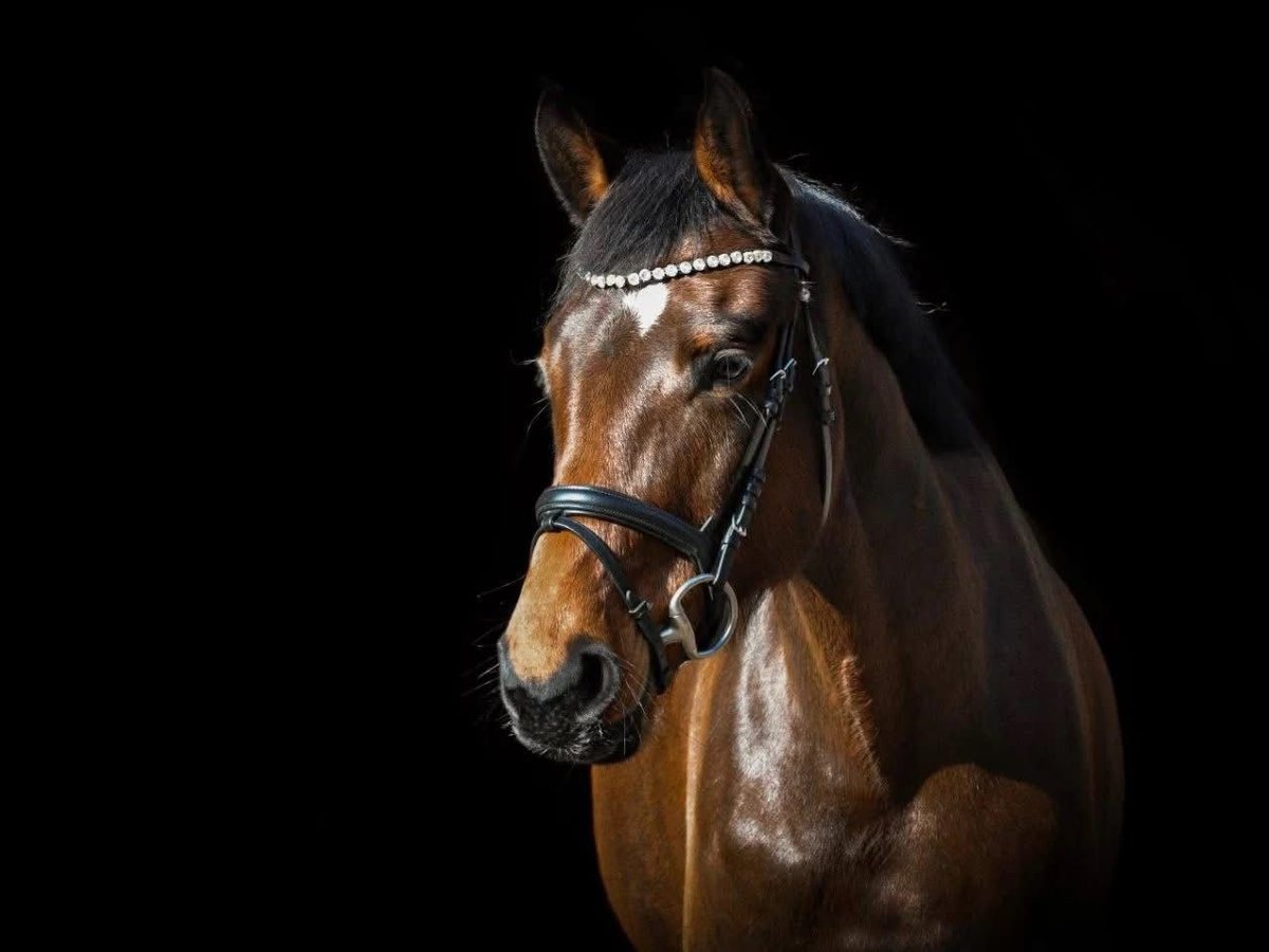 Hanoverian Mare 6 years 16 hh Brown in Heeslingen