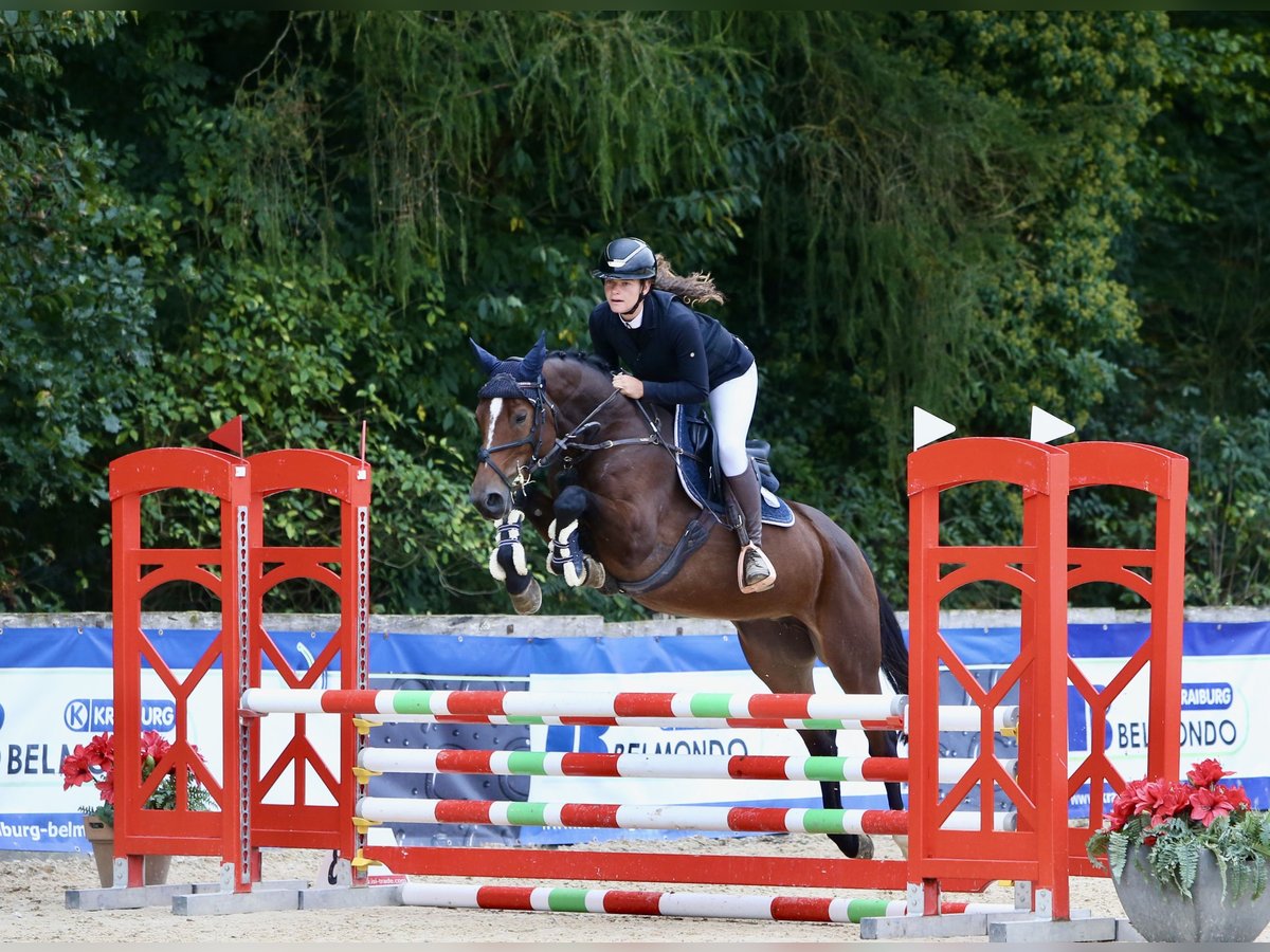 Hanoverian Mare 6 years 16 hh Brown in Schlins