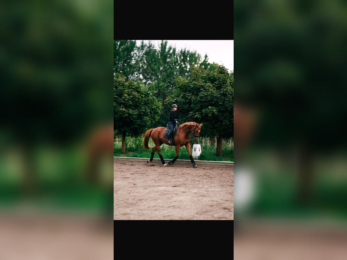 Hanoverian Mare 6 years 16 hh Chestnut-Red in Hamburg Osdorf