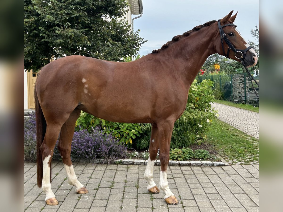 Hanoverian Mare 6 years 16 hh Chestnut-Red in Unterschneidheim