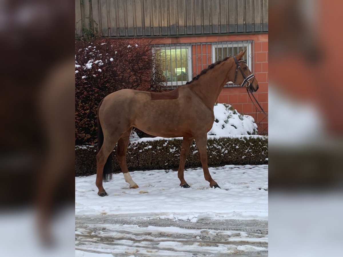Hanoverian Mare 6 years 16 hh Chestnut-Red in Hepstedt