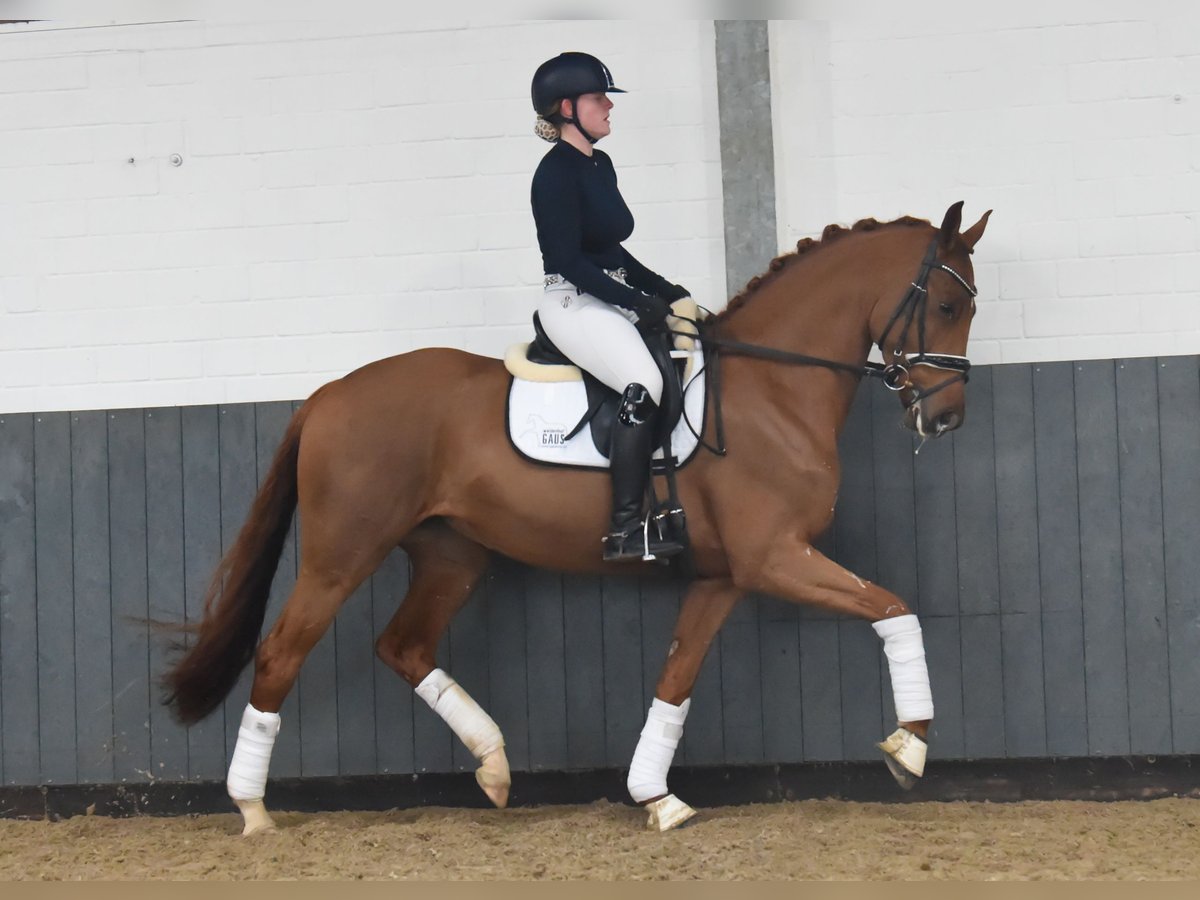 Hanoverian Mare 6 years 16 hh Chestnut-Red in Tiddische