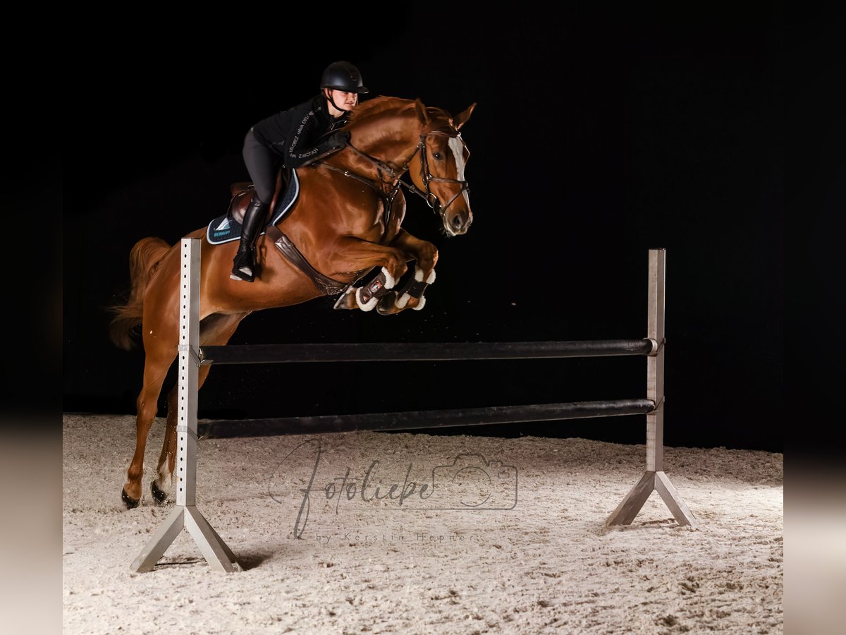 Hanoverian Mare 6 years 16 hh Chestnut-Red in K&#xF6;nigslutter am Elm