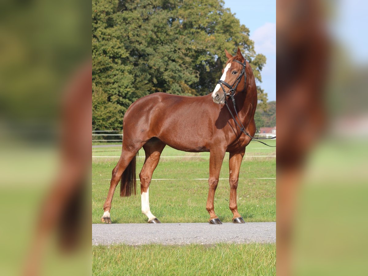 Hanoverian Mare 6 years 16 hh Chestnut-Red in Petershagen