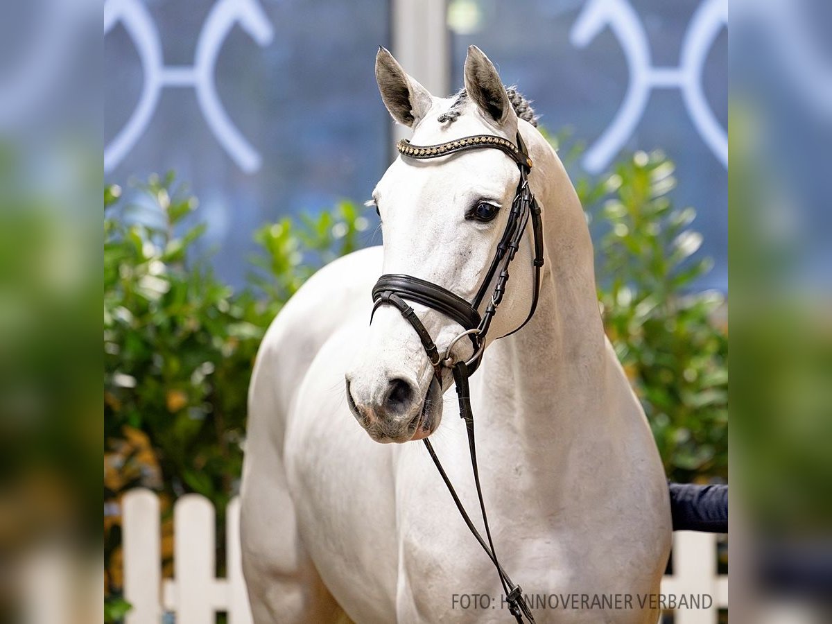 Hanoverian Mare 6 years 16 hh Gray in Verden