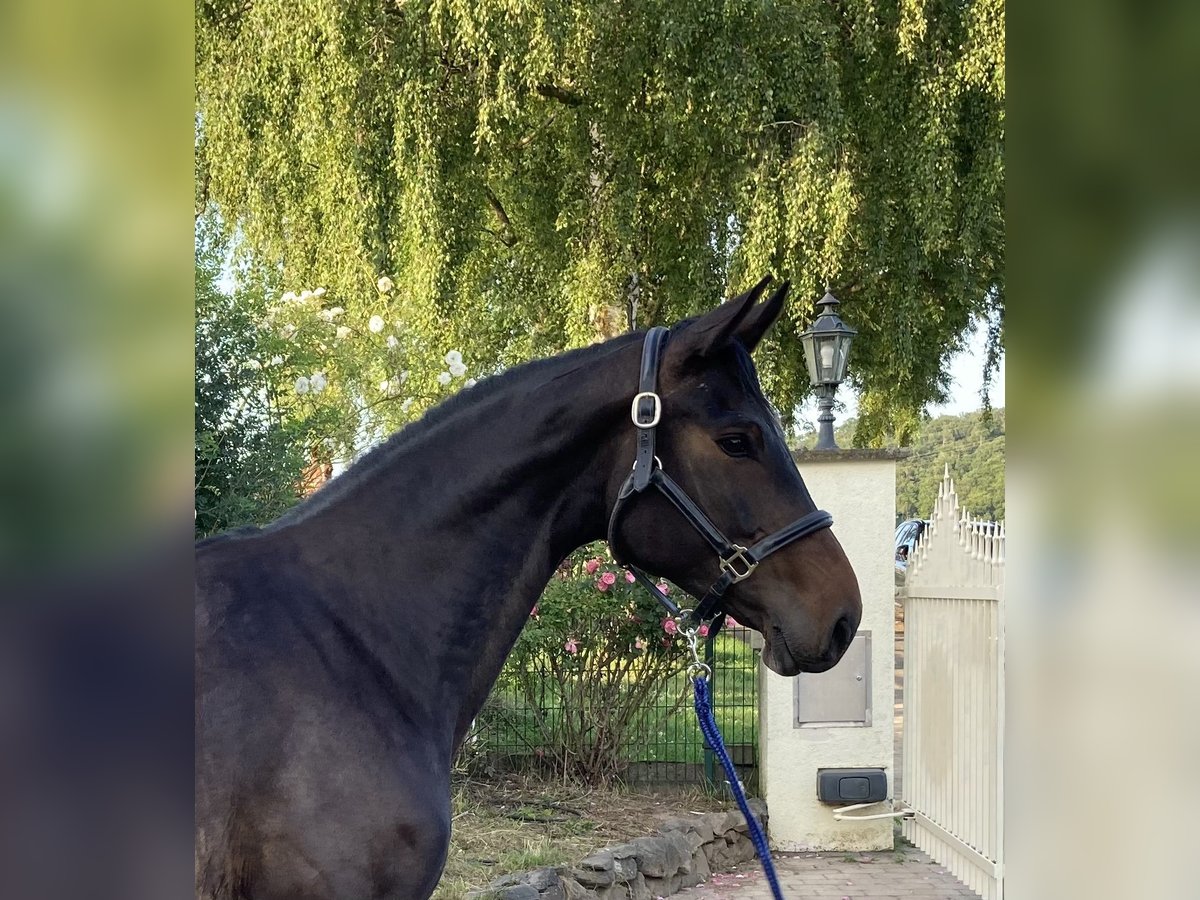 Hanoverian Mare 6 years 16 hh Smoky-Black in Weilburg