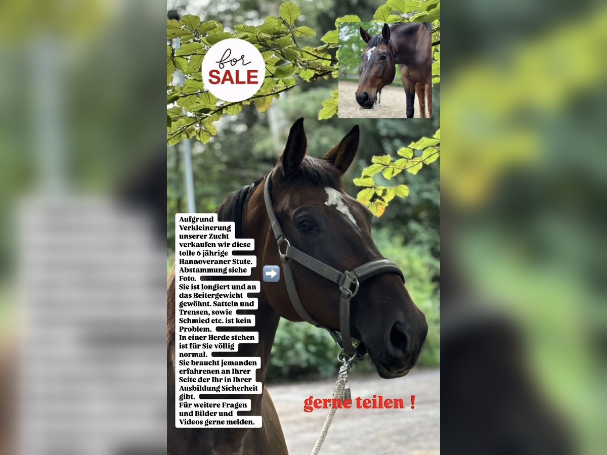 Hanoverian Mare 6 years 16,1 hh Bay-Dark in Zernien
