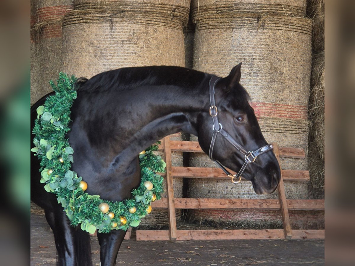 Hanoverian Mare 6 years 16,1 hh Black in M&#xFC;geln