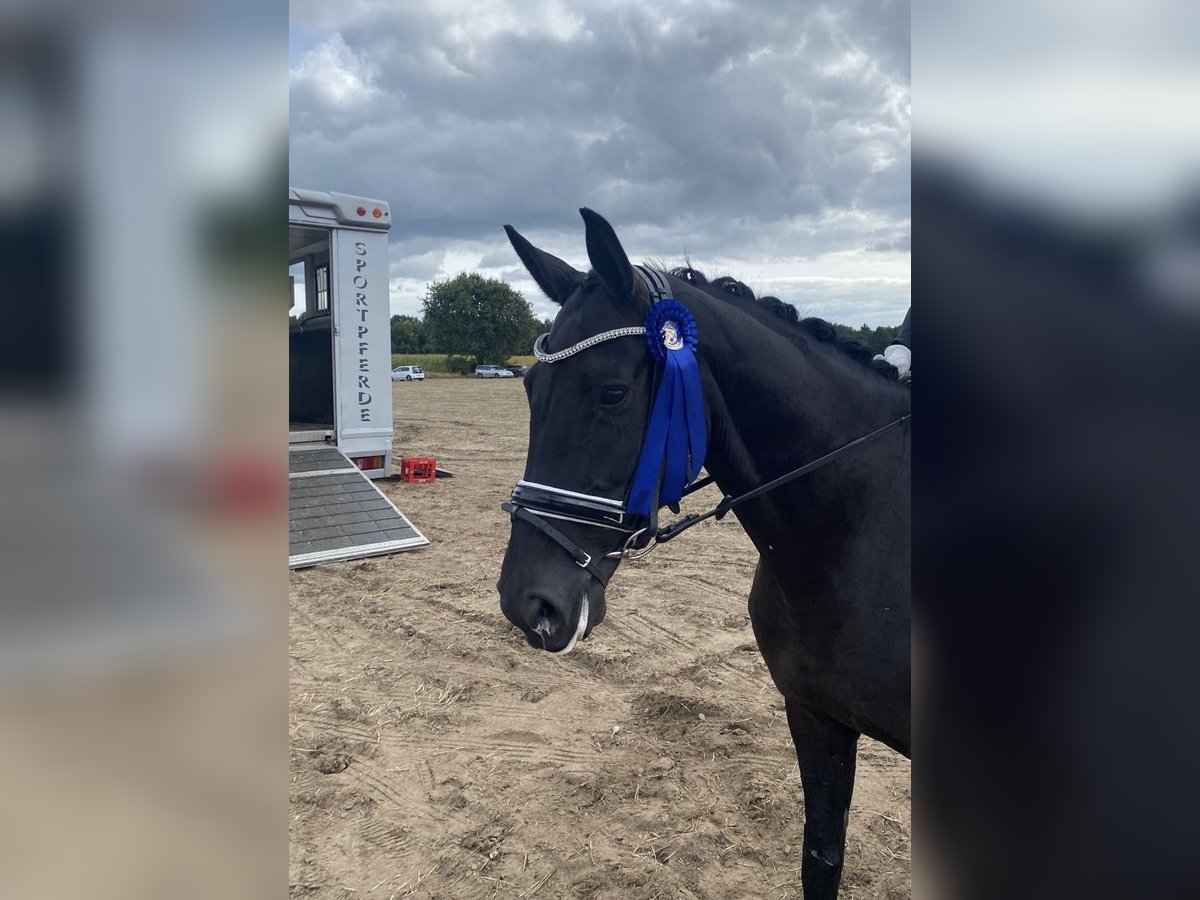 Hanoverian Mare 6 years 16,1 hh Black in KutenholzMulsum