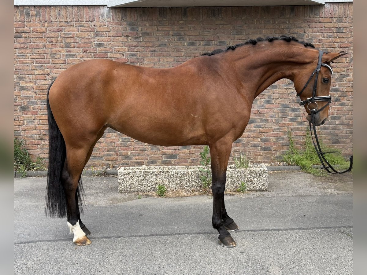 Hanoverian Mare 6 years 16,1 hh Brown in Niederkassel