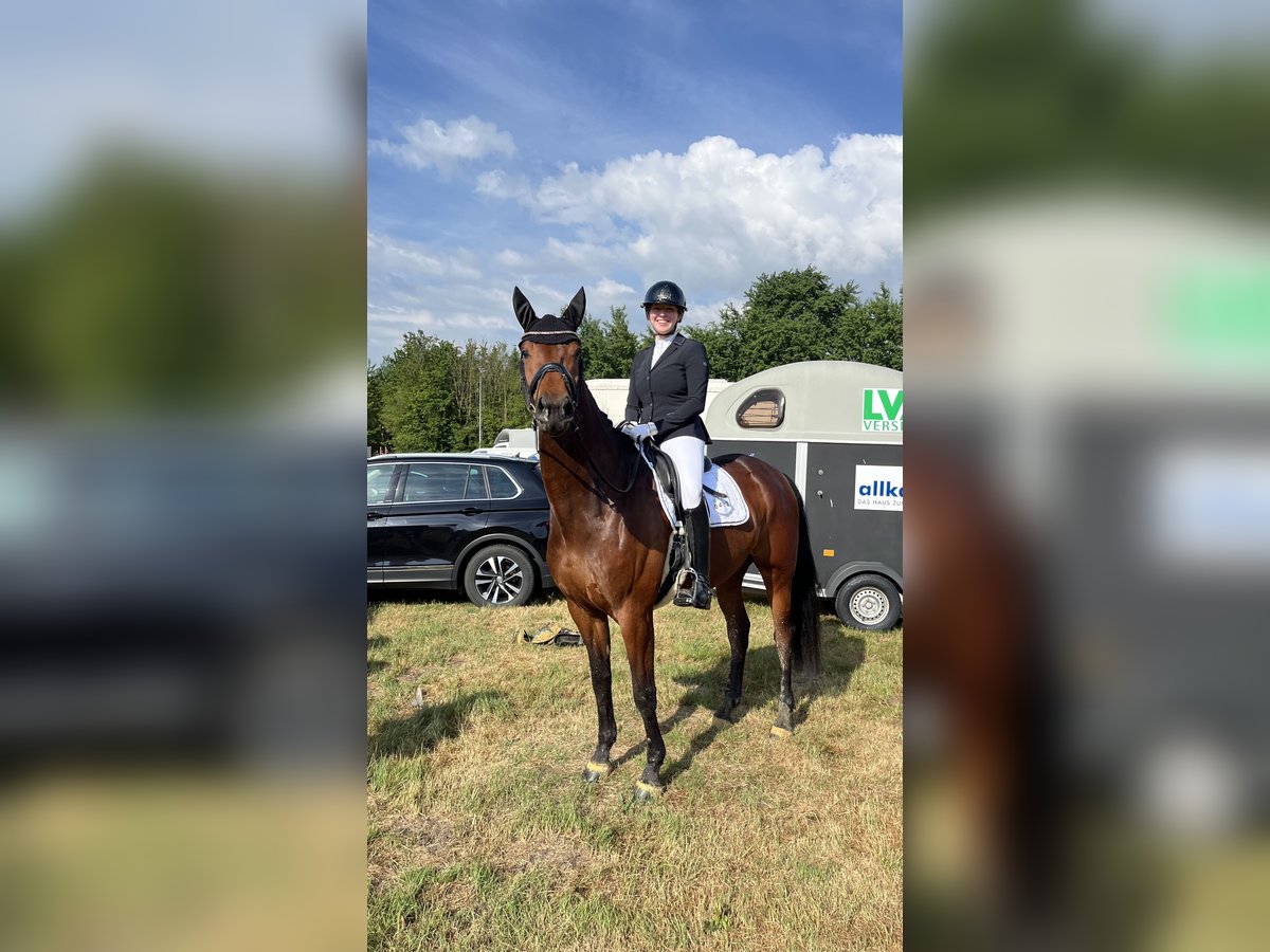 Hanoverian Mare 6 years 16,1 hh Brown in Rheda-Wiedenbr&#xFC;ck