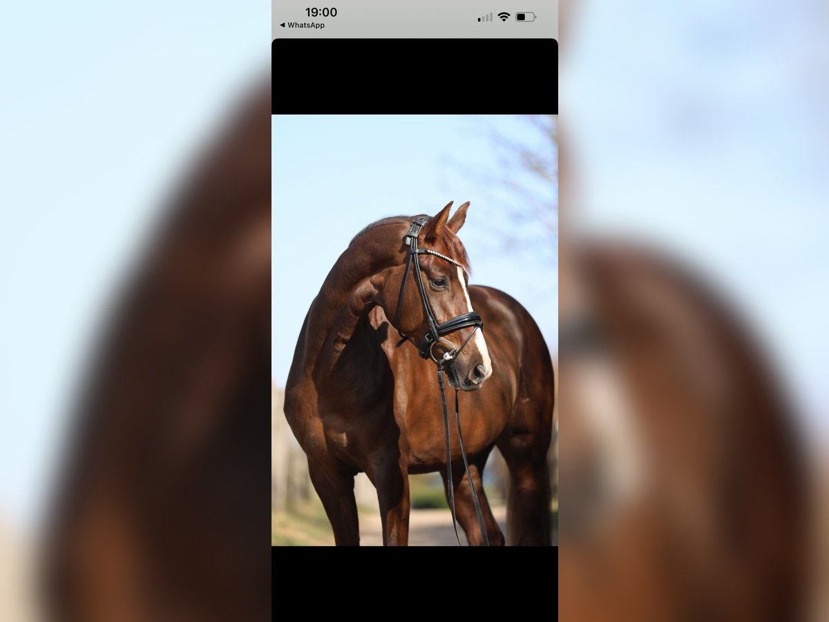 Hanoverian Mare 6 years 16,1 hh Chestnut in Aachen