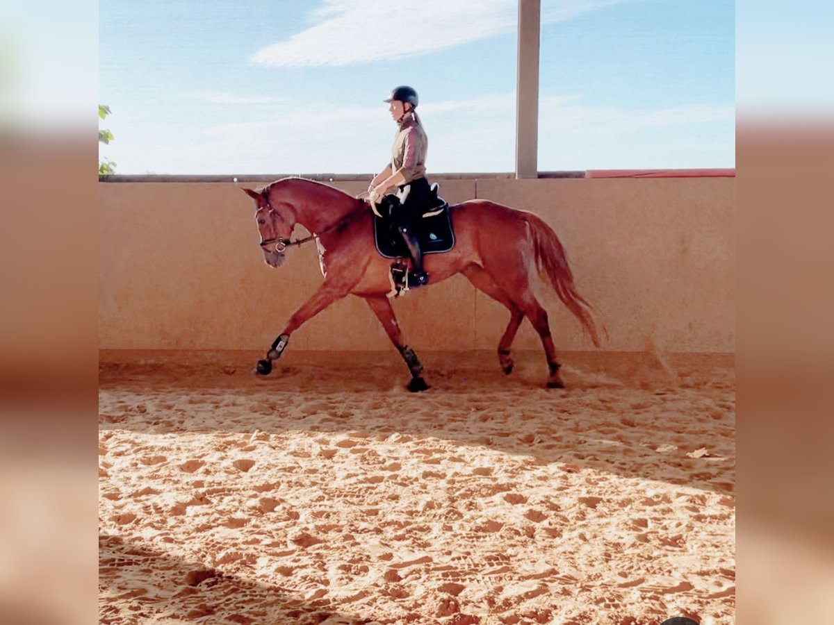 Hanoverian Mare 6 years 16,1 hh Chestnut-Red in Bonn