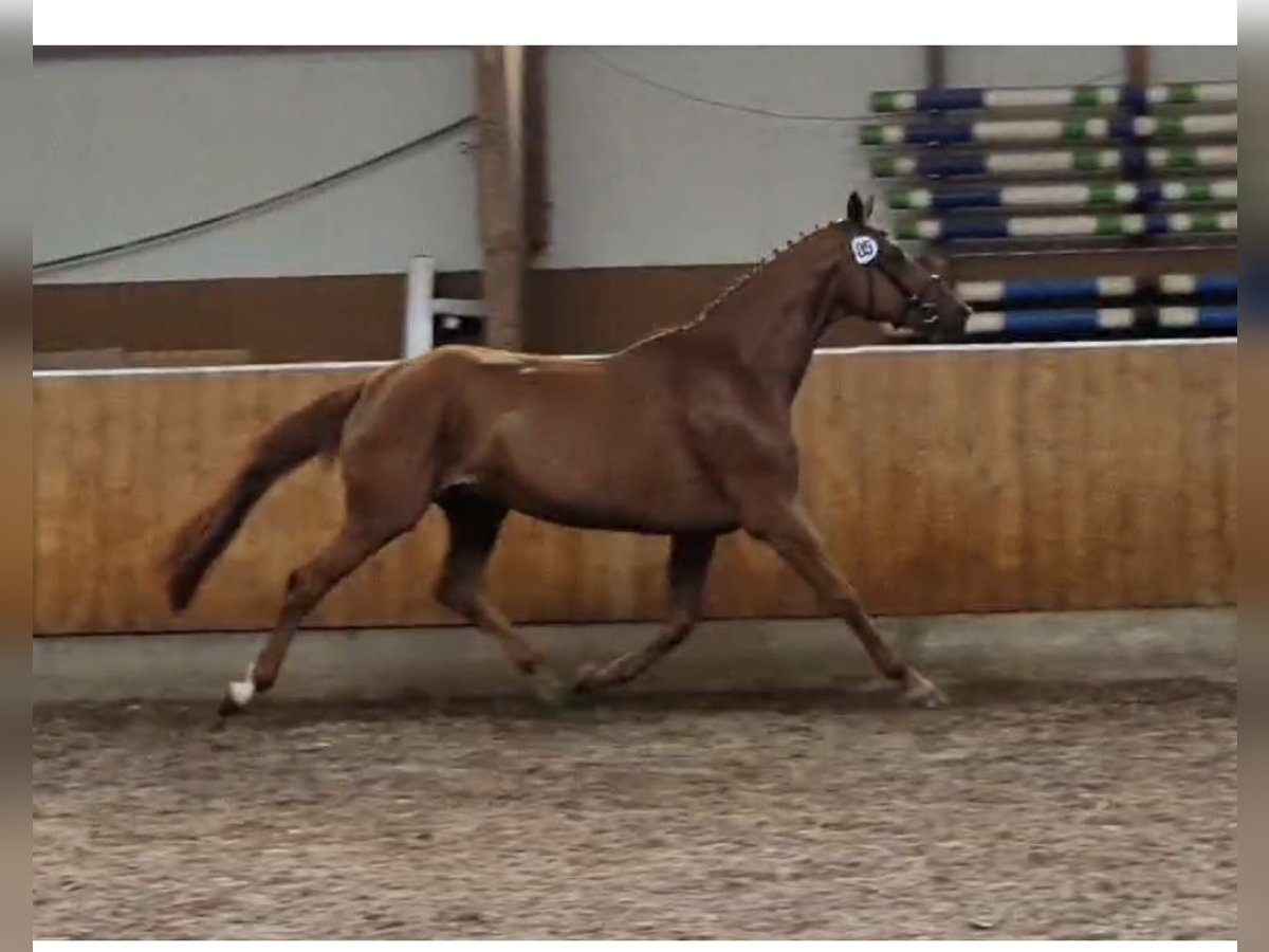 Hanoverian Mare 6 years 16,1 hh Chestnut-Red in S&#xFC;dbrookmerland Victorbur