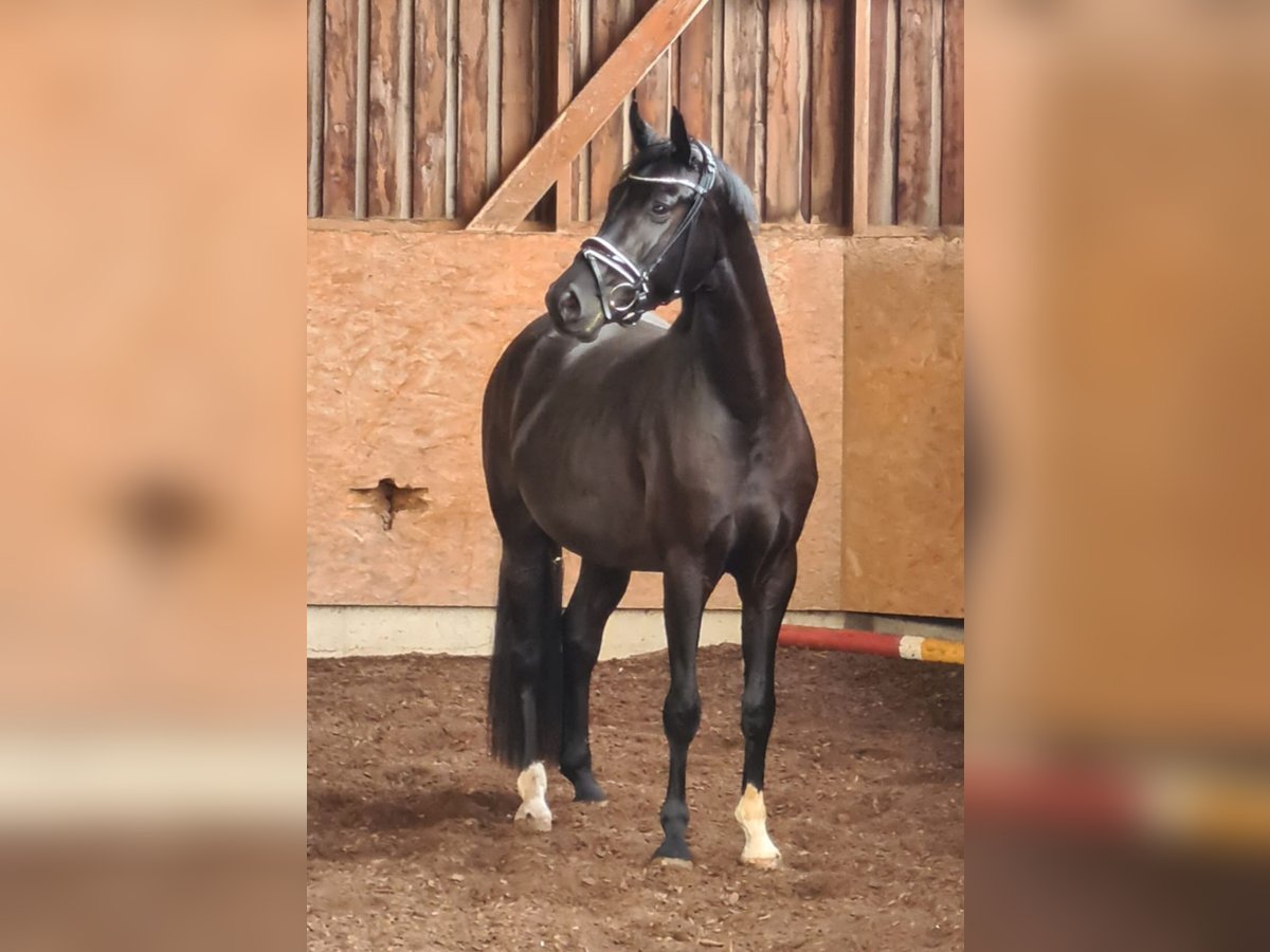 Hanoverian Mare 6 years 16,1 hh in M&#xFC;geln