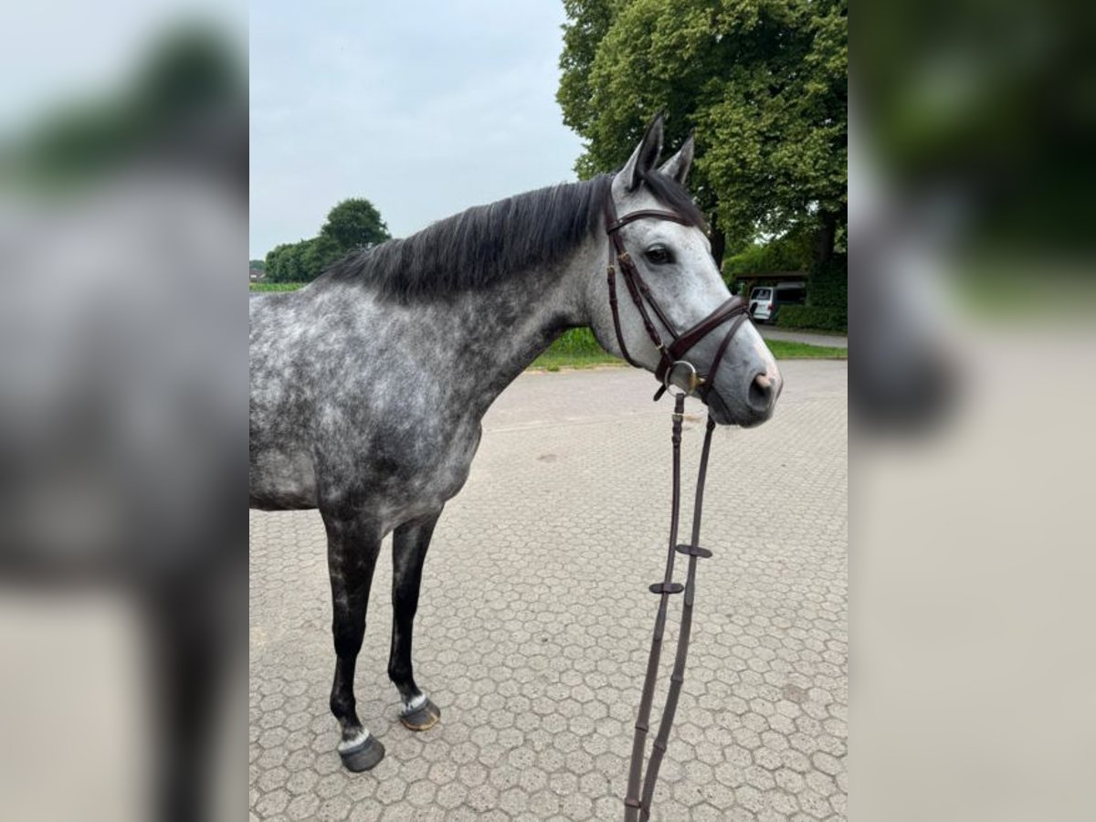 Hanoverian Mare 6 years 16,1 hh Gray in Thedinghausen