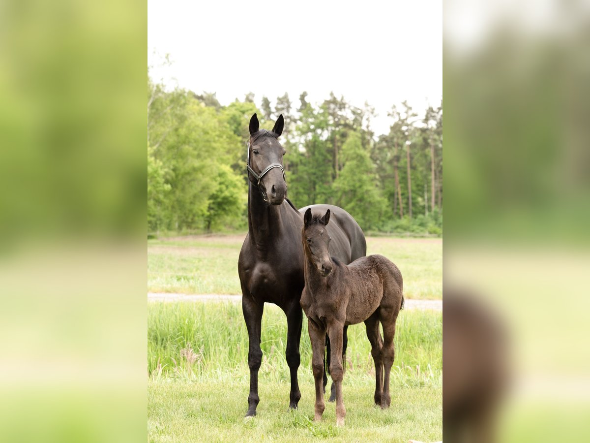 Hanoverian Mare 6 years 16,2 hh Black in Gifhorn