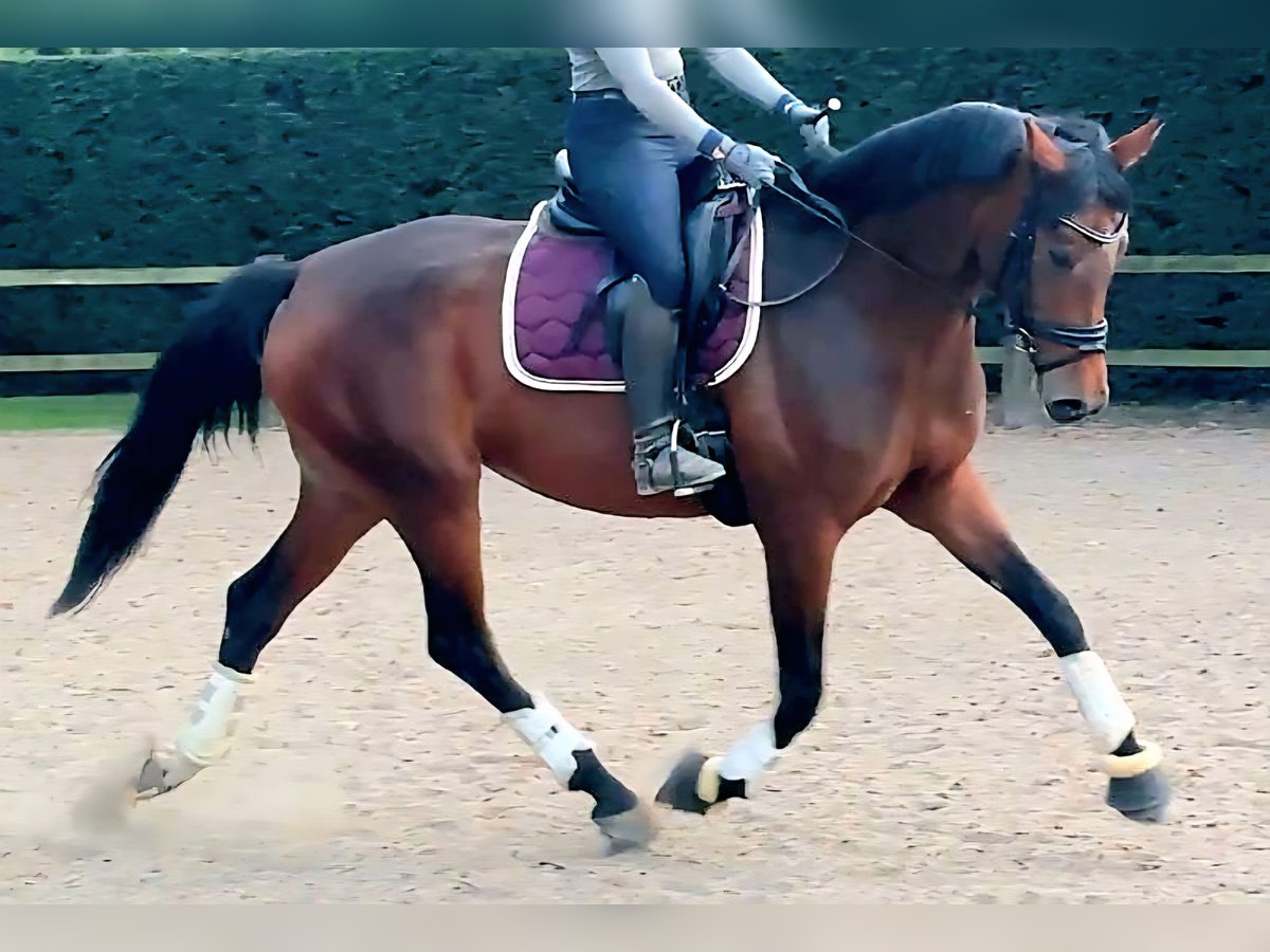 Hanoverian Mare 6 years 16,2 hh Brown in Kempen