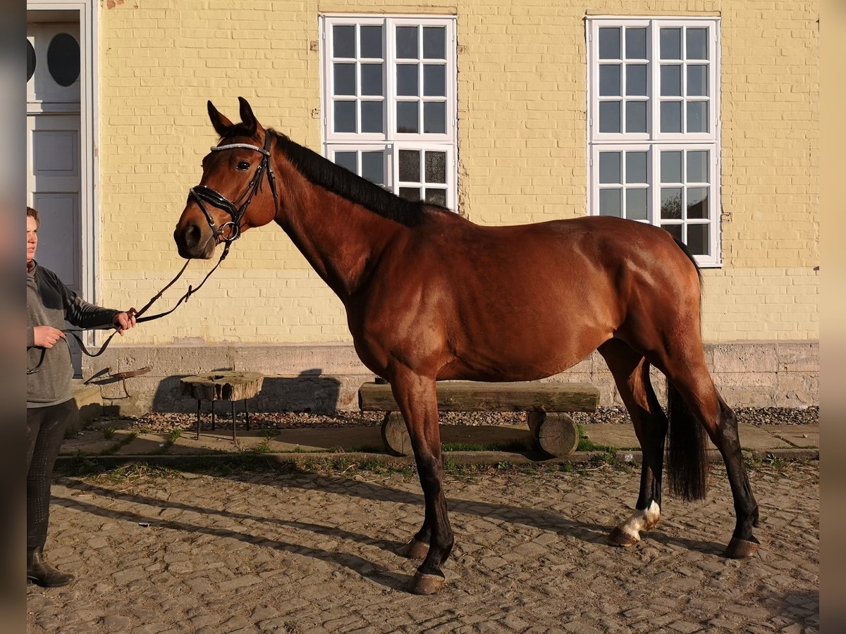 Hanoverian Mare 6 years 16,2 hh Brown in Wolfenbüttel
