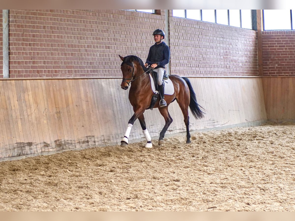 Hanoverian Mare 6 years 16,2 hh Brown in Ankum