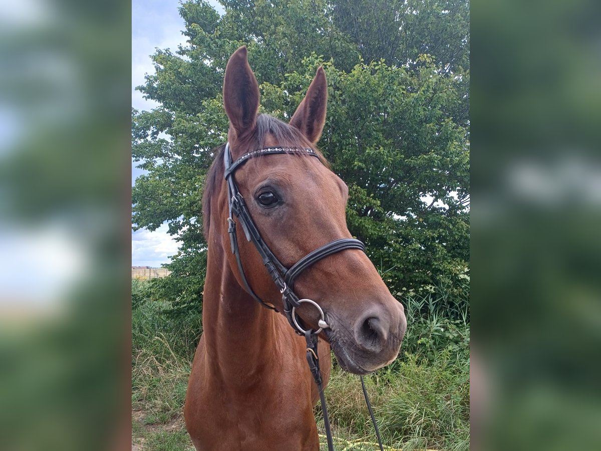 Hanoverian Mare 6 years 16,2 hh Chestnut in Worms