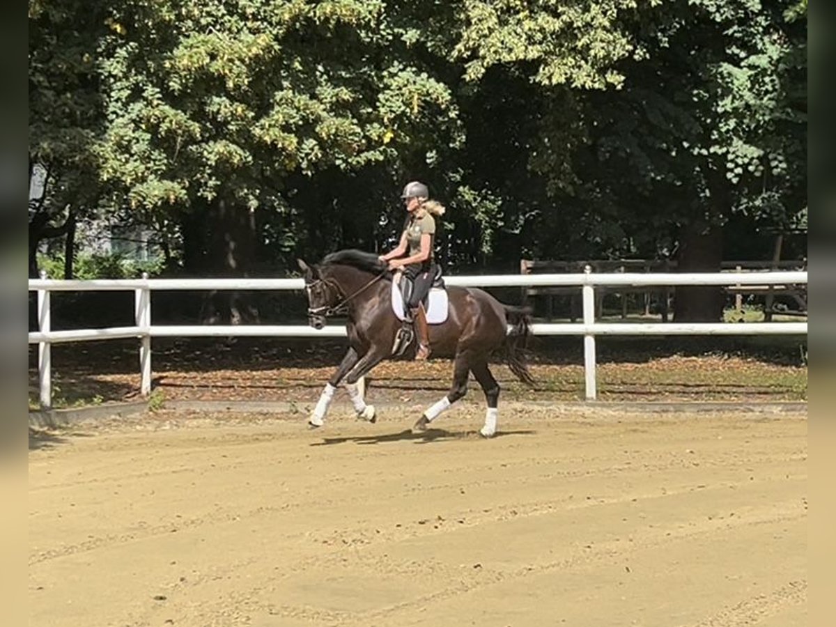 Hanoverian Mare 6 years 16,2 hh Chestnut in Hamm