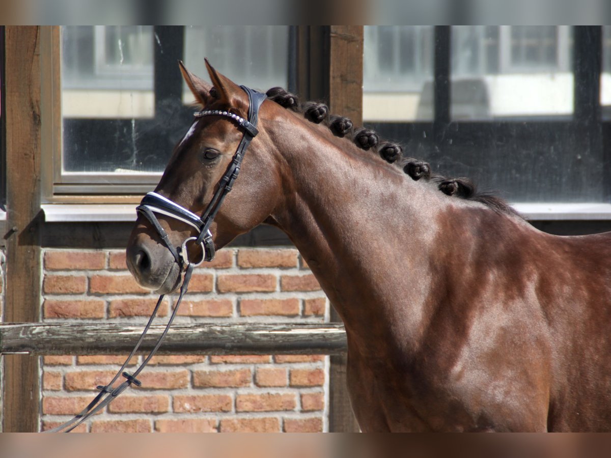 Hanoverian Mare 6 years 16,2 hh Chestnut in Heidesheim am Rhein