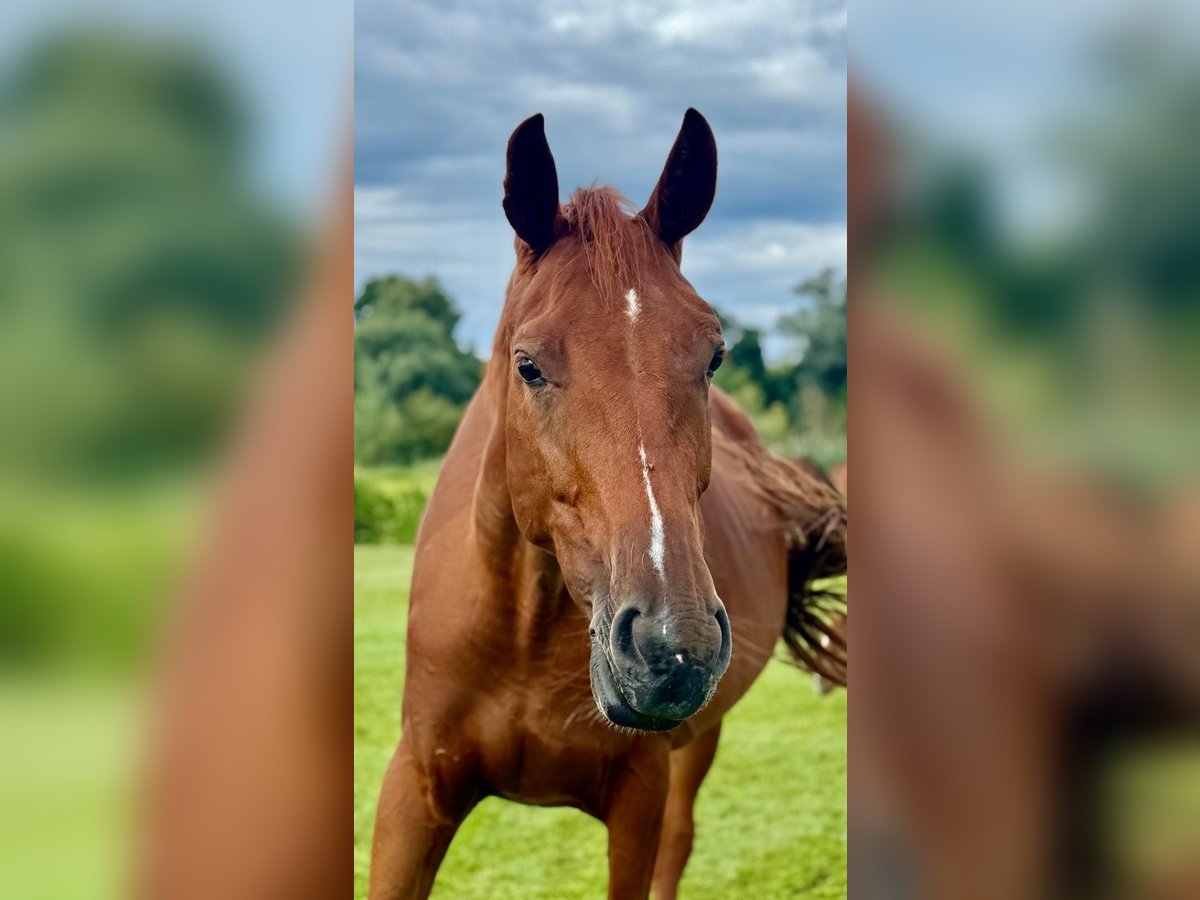Hanoverian Mare 6 years 16,2 hh Chestnut-Red in Rhinow