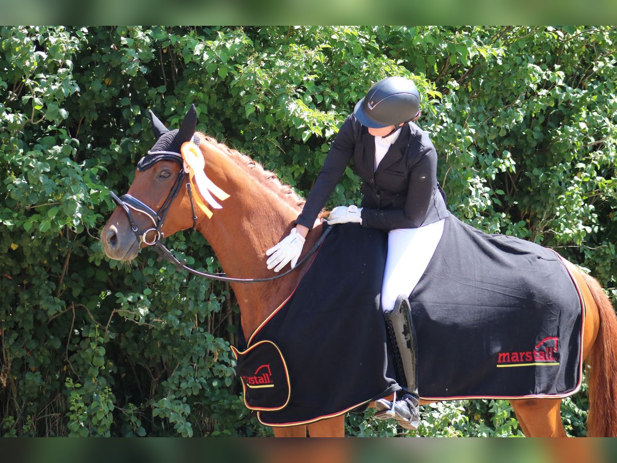 Hanoverian Mare 6 years 16,2 hh Chestnut-Red in Wartenberg