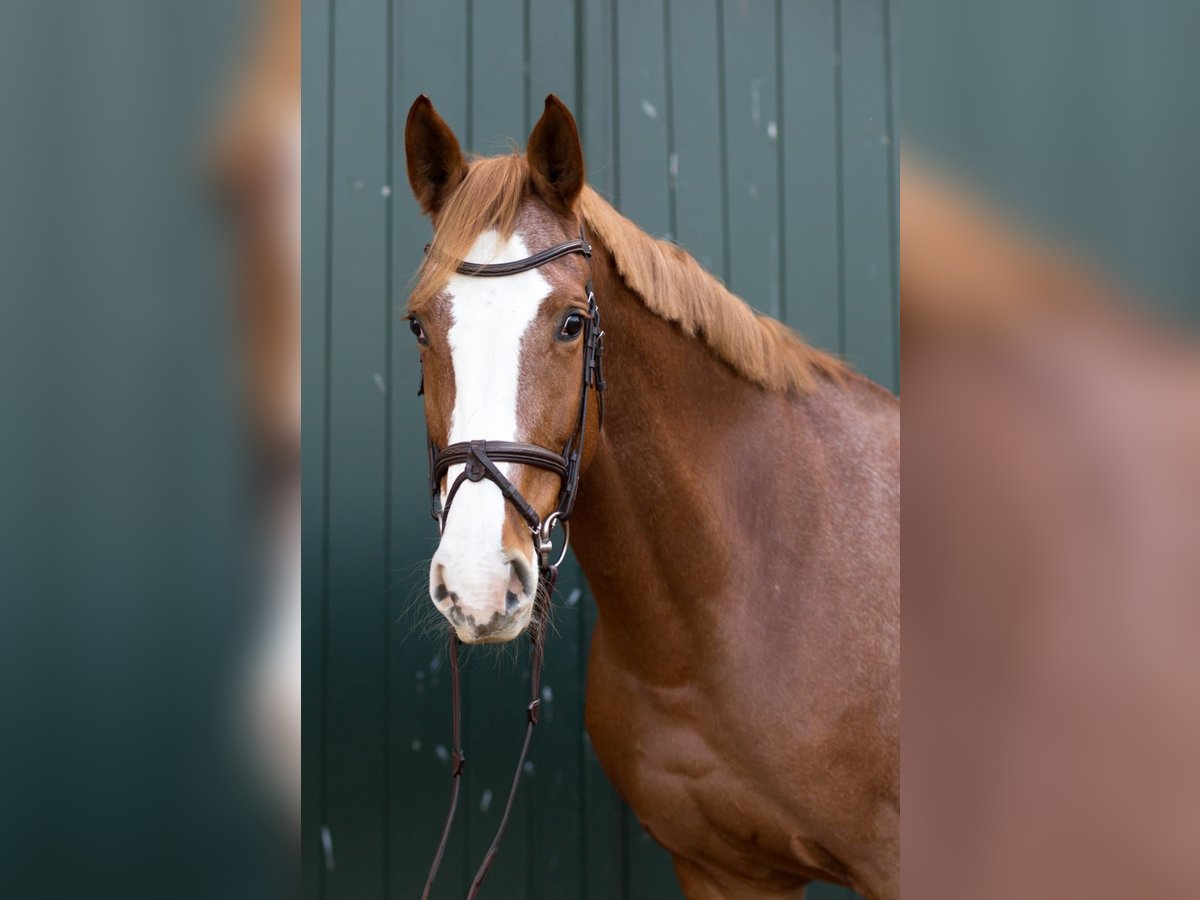 Hanoverian Mare 6 years 16,2 hh Chestnut-Red in L&#xFC;btheen