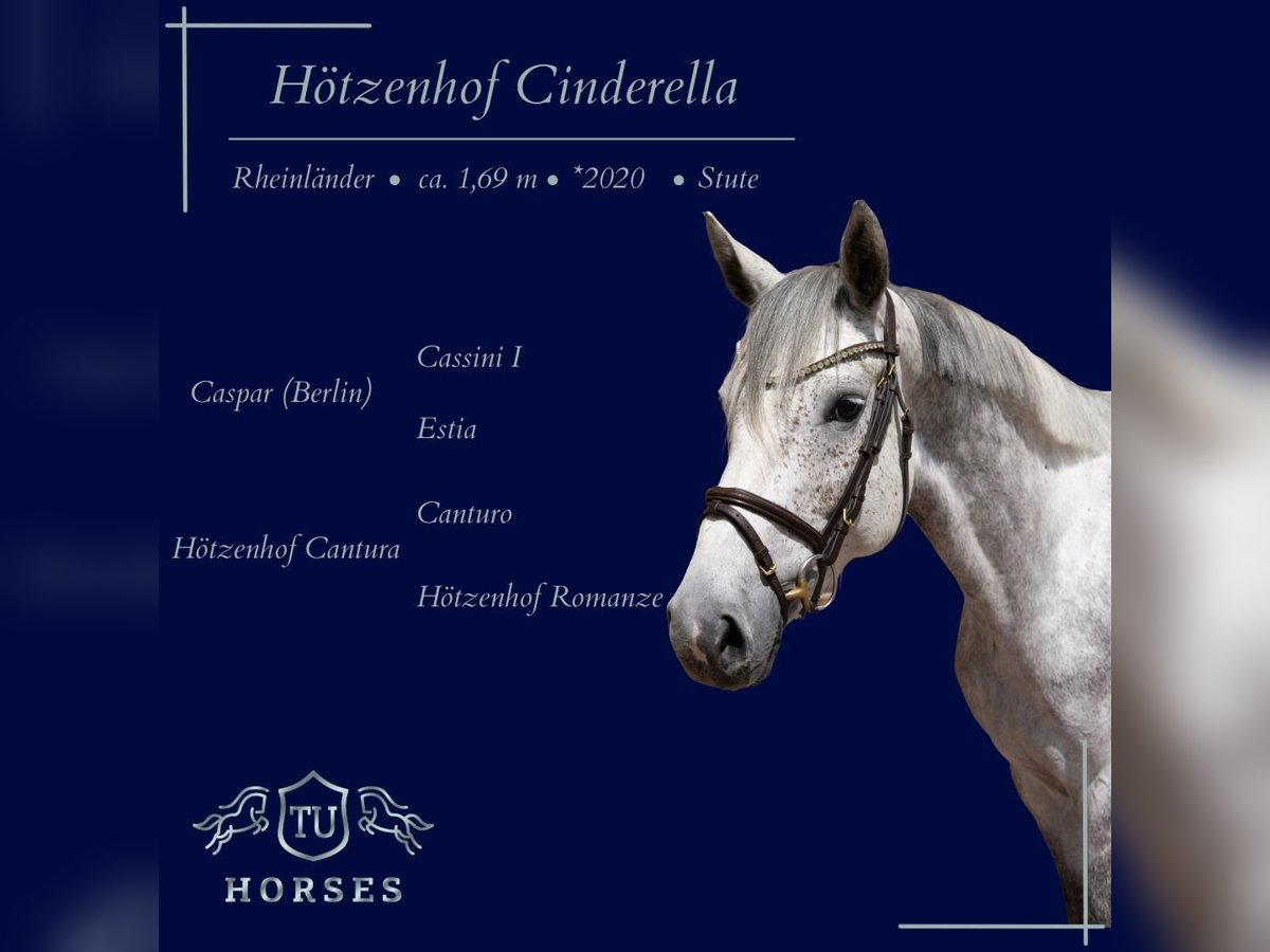 Hanoverian Mare 6 years 16,2 hh Grey in Uedem