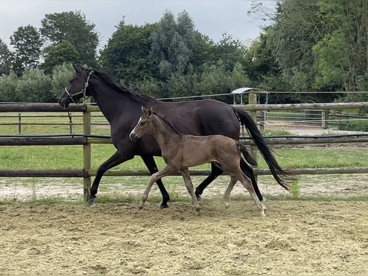 Hanoverian Mare 6 years 16,3 hh Black in Kevelaer