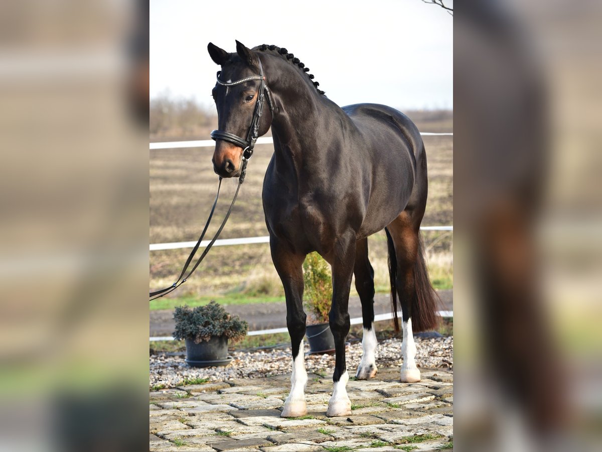 Hanoverian Mare 6 years 16,3 hh Brown in B&#xE9;k&#xE9;sszentandr&#xE1;s