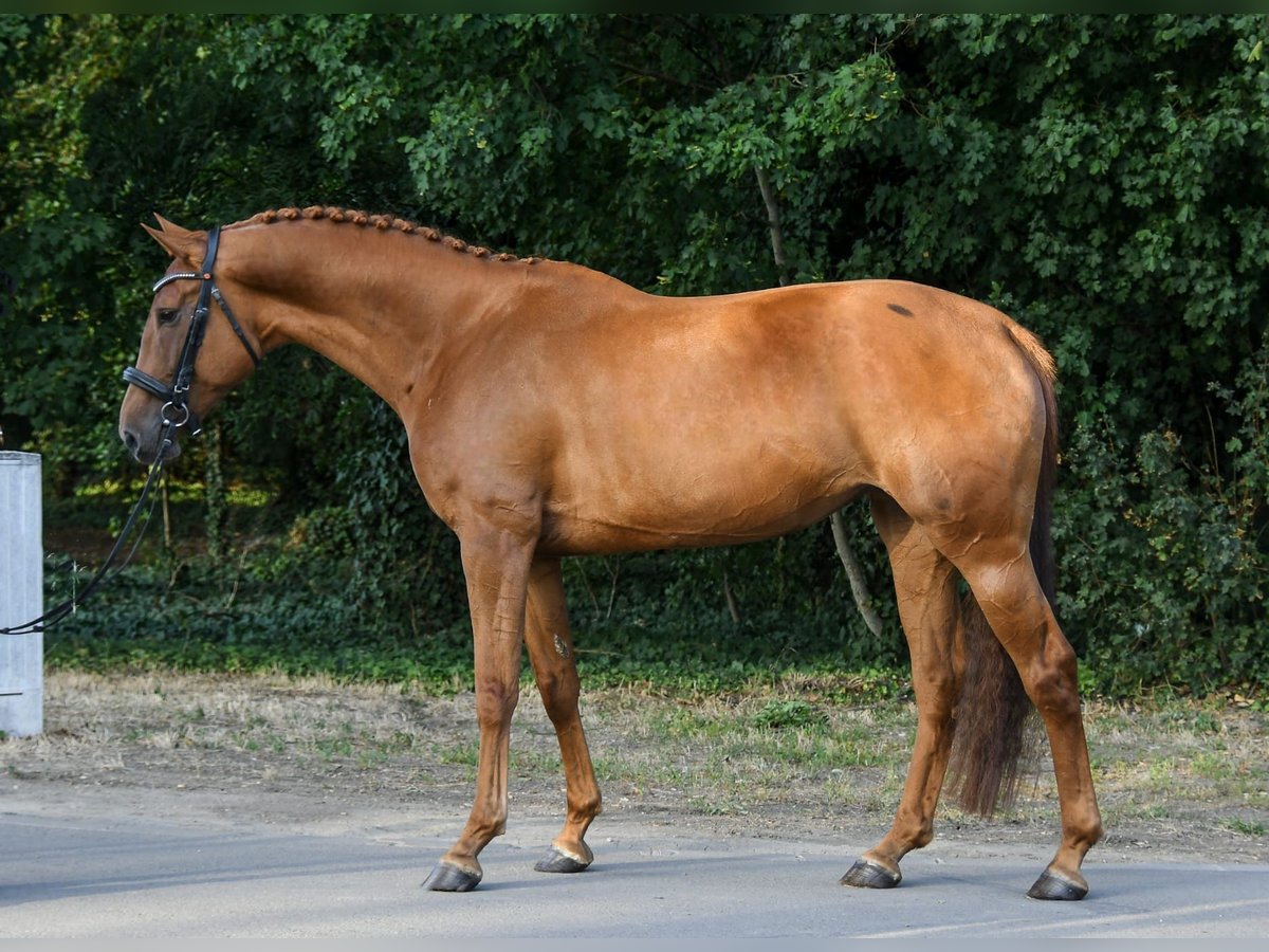 Hanoverian Mare 6 years 16,3 hh Chestnut-Red in Budapest