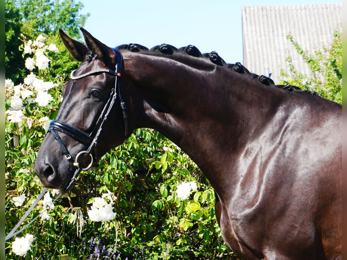 Hanoverian Mare 6 years 17,1 hh Black in Hohenfelde