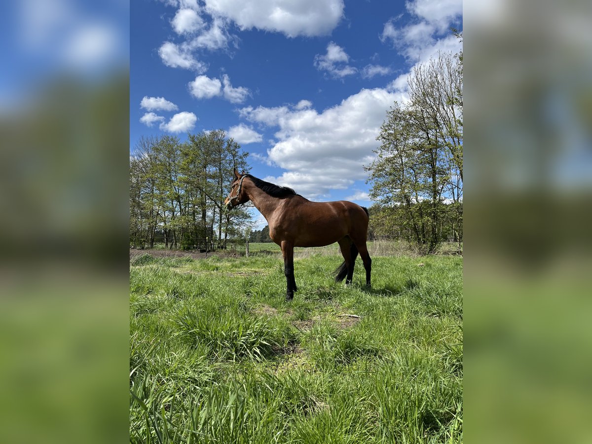 Hanoverian Mare 6 years 17,1 hh Brown in Ziesar